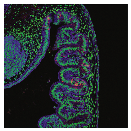 Success at growing organoids that can mimic the functions of the stomach’s corpus/fundus regions (as shown with this confocal micrograph) makes it possible to study how stomach tissues respond to infections, injuries and oral medications.